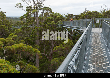 Das Tal der Riesen Tree Top Walk in der Nähe von Nornalup an der Südküste von Western Australia. Stockfoto