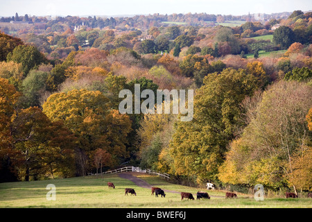 Blick auf den Herbst Farben golden Rotes Laub-Bäume im Wald und Tal mit Bereich von Rindern in Kentish Landschaft in der Nähe von Benenden UK Stockfoto