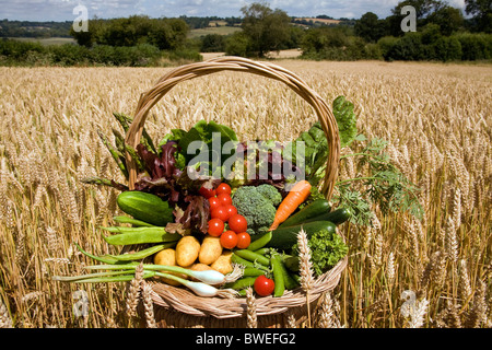 Lokal angebaute Sorte der britischen Sommergemüse in einem Korb im Weizenfeld in Landschaft der Weald of Kent UK Stockfoto