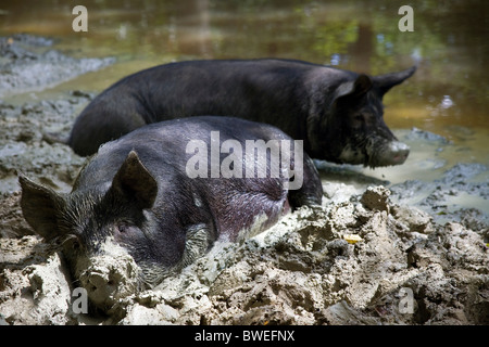 Freilandhaltung Berkshire Schwein glücklich schwelgen in schlammigen Ton im Teich bei Coopers Farm, Stonegate East Sussex Stockfoto