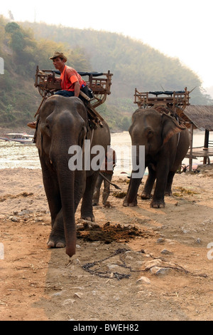 Elefanten und Mahouts, Ruammit Dorf, Provinz Chiang Rai Thailand. Stockfoto