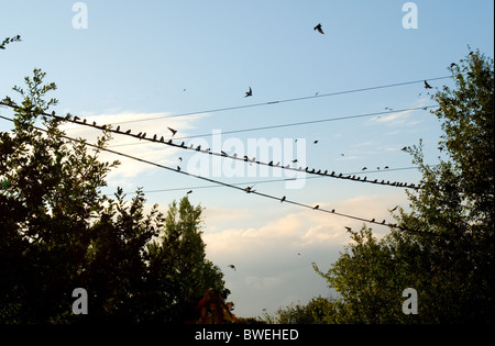 Schwalben, die Schlange, bereit zum Migrieren in Südwest-Frankreich Stockfoto