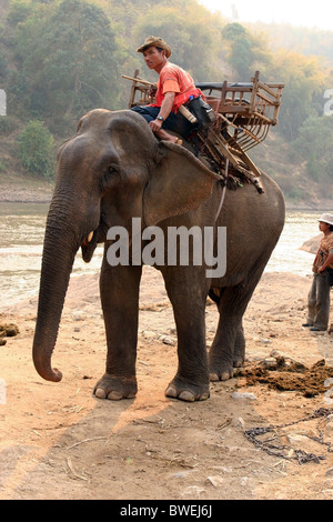 Elefanten und Mahouts, Ruammit Dorf, Provinz Chiang Rai Thailand. Stockfoto