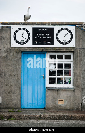 Eine Möwe ruft vom Dach des Meister-Hafenbüro der Newlyn in Cornwall, Großbritannien. Stockfoto