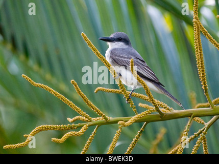 Graue Kingbird oder Pitirre (Tyrannus Dominicensis) sitzt auf einer Palme in Barbados Stockfoto