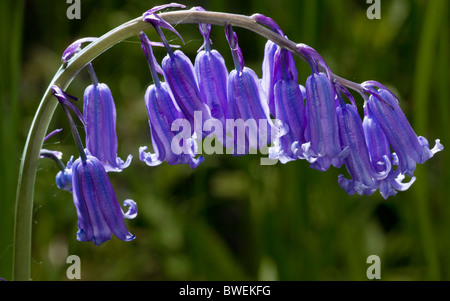 Gemeinsamen Bluebell (Hyacinthoides non-Scripta) Stockfoto
