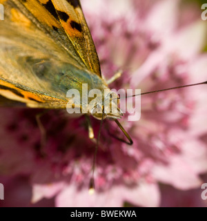 Distelfalter Schmetterling (Vanessa Cardui) auf eine rosa Blume Stockfoto