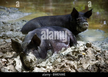 Freilandhaltung Berkshire-Schweine glücklich schwelgen in schlammigen Ton im Teich bei Coopers Farm, Stonegate East Sussex UK Stockfoto