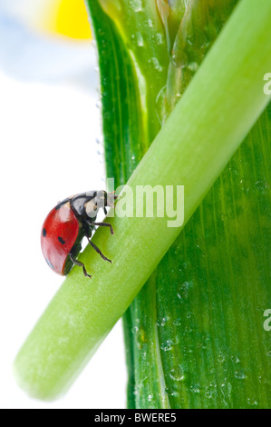 rote Marienkäfer auf grünes Blatt. Stockfoto