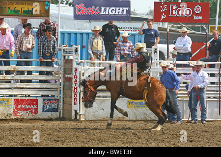 Bronco Reiten bei einem Rodeo im Süden von Alberta, Kanada Stockfoto