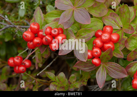 Wilde ungenießbaren roten Beeren im Wald Stockfoto