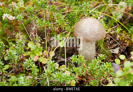 Unter Moos in einem Wald Pilzanbau - Steinpilzen Stockfoto