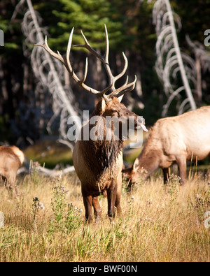 Bull Elk Stockfoto