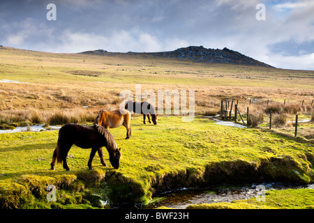 Pferde auf Bodmin Moor mit groben Tor im Hintergrund. Stockfoto