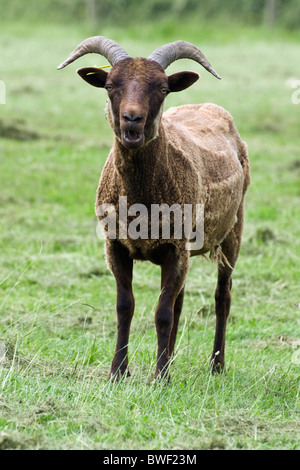 Soay Schaf im Feld nach wird geschoren Stockfoto