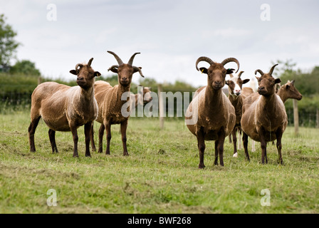 Manx Loaghtan Mutterschafe im Feld Stockfoto