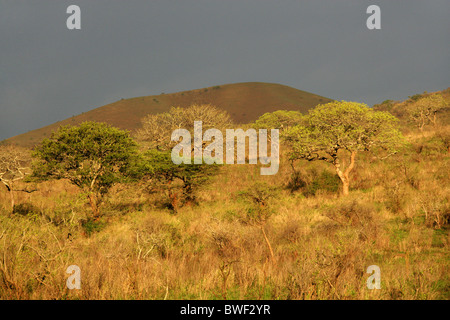 Sonnenschein nach dem Sturm, Hluhluwe Umfolozi Game Reserve, Kwazulu Natal, Südafrika. Stockfoto