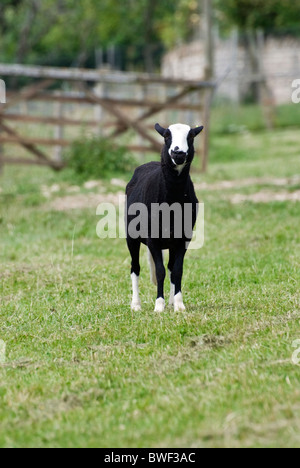 Balwen Welsch Bergschafe im Feld Stockfoto