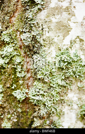 Birkenrinde ist mit grünen Flechten bedeckt. Stockfoto