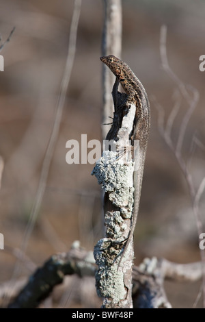 Galapagos Lava Eidechse (Microlophus Albemarlensis), Weibchen auf der Insel Santiago, Galapagos. Stockfoto