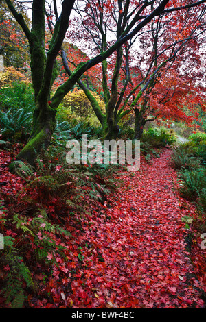 Herbstfarben in Ruskins Garten Brantwood, Coniston, Nationalpark Lake District, Cumbria, England Stockfoto