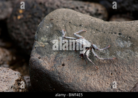 Sally Lightfoot Krabben (Grapsus Grapsus) Jugendlichen auf der Insel Santiago, Galapagos. Stockfoto