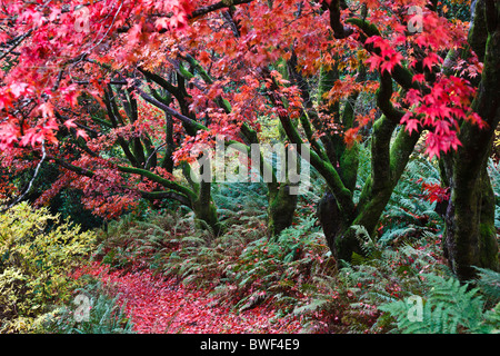 Herbstfarben in Ruskins Garten Brantwood, Coniston, Nationalpark Lake District, Cumbria, England Stockfoto