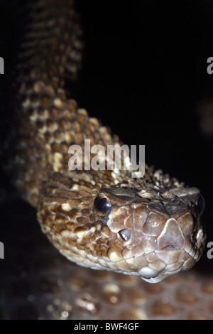 Chamäleon-Klapperschlange (Crotalus Durissus) Venezuela. Stockfoto