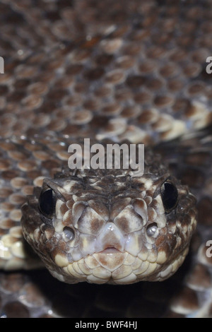 Chamäleon-Klapperschlange (Crotalus Durissus) im westlichen zentralen Venezuela gefunden. Stockfoto