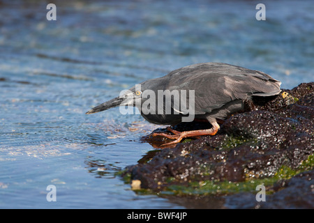 Gekerbten Reiher (Butorides Striata Sundevalli), Galapagos Unterarten, auch bekannt als die Galapagos oder Lava Heron Stockfoto