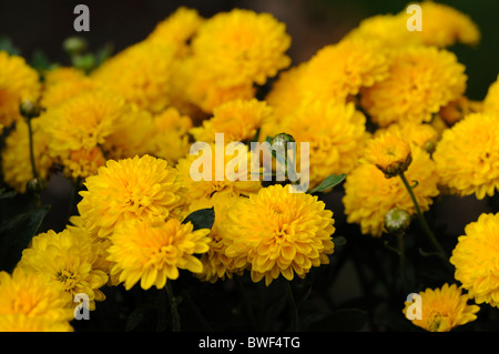 Chrysantheme Wells gelbe Blumen Blüte Blüten halbe winterharte