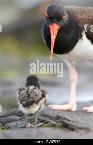 Amerikanischer Austernfischer (Haematopus Palliatus Galapagensis), Galapagos Unterart Elternteil mit der flaumigen Küken Stockfoto