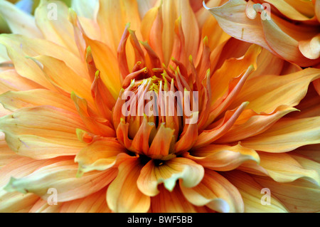 Dahlie Hamari gold Bronze Blume Blüte Blüte dekorative Art verschiedene Farbe Farbe Stockfoto