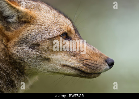 Patagonische Rotfuchs im Regen (Dusicyon Culpaeus) Stockfoto