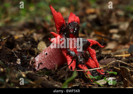 Aseroe Rubra, allgemein bekannt als die Anemone Stinkmorchel, Seeanemone Pilz und Seesterne Pilz Stockfoto