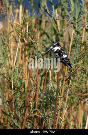 Pied Kingfisher hocken auf hohe Schilf Stockfoto