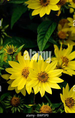Topinambur Helianthus Tuberosus Topinambur Aster Sunroot Erde Apple Topinambur Tuberöse Gemüse krautige Staude Stockfoto