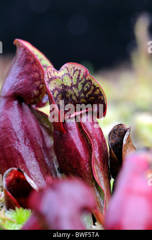 Saracenia Purpurea Subsp Purpureus Kapuzen Falle lila Kannenpflanze Artenschutz Damensattel Blume fleischfressende Stockfoto