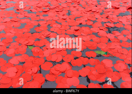 Remembrance Day Mohn im Wasser Brunnen am Trafalgar Square, London Stockfoto