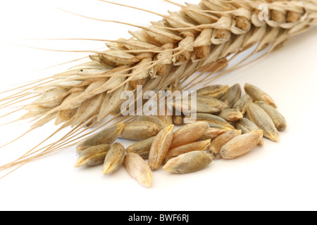 Einzelne Weizen - Mais schließen sich spike und Maiskölbchen / Samen Makro Blick auf weißem Hintergrund Stockfoto