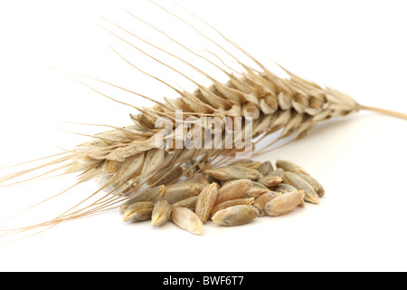 Einzelne Weizen - Mais schließen sich spike und Maiskölbchen / Samen Makro Blick auf weißem Hintergrund Stockfoto