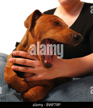 Gähnender Hund auf eine Frau Schoß Stockfoto