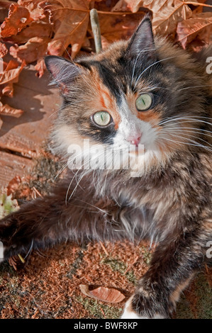 Diese vertikale Bild zeigt eine Nahaufnahme der eine hübsche grüne Augen Glückskatze mit Sturz und Herbst an den Rändern Blätter. Stockfoto