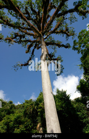 Riesigen Ceiba oder Seide Baumwolle Baum an der Maya Ruinen von Tikal, El Peten, Guatemala. Tikal ist ein UNESCO-Weltkulturerbe. Stockfoto