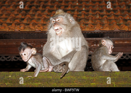 Eine weibliche Langschwanzmakaken oder Krabben essen Makaken, Macaca Fascicularis, Fürsorge für zwei Babys. Die Erwachsene Knurren Stockfoto