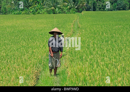 Bäuerin in ein Reis-Paddy, Ubud, Bali, Indonesien. Der Reis ist fast bereit für die Ernte Stockfoto