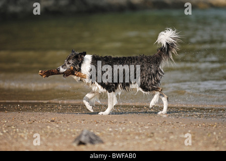 Border Collie zu spielen Stockfoto