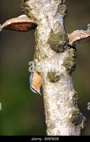 Holz-Kleiber - gemeinsame Kleiber - europäische Kleiber (Sitta Europaea) auf Baumstamm aus Birke (Betula sp) im winter Stockfoto