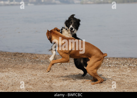 Hunde spielen Stockfoto