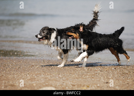 Hunde spielen Stockfoto